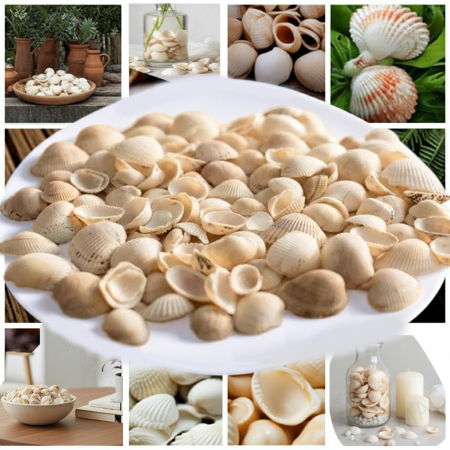 Toate produsele - Scoici naturale, decorative, 700 g, decor  aranjamente florale, umpluturi pentru vaze, decor spa și amenajări interioare diverse