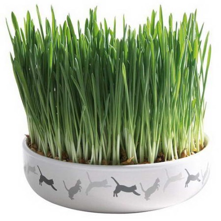 42341 Bol Ceramica 15x45CM cu Seminte de Orz pentru Iarba 50g
