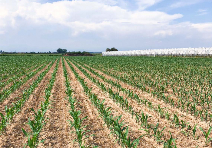 STRIP TILL - HAWK PLANTER [5]