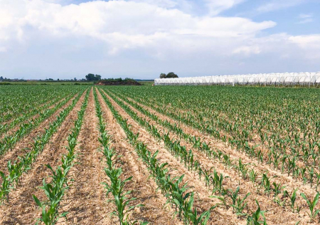 STRIP TILL - HAWK PLANTER [4]