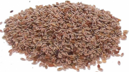 FOOD - NSP SEMINTE PSILIUM 100 G