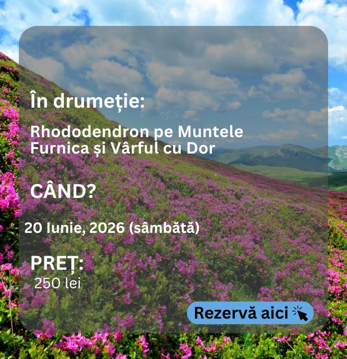 furnica