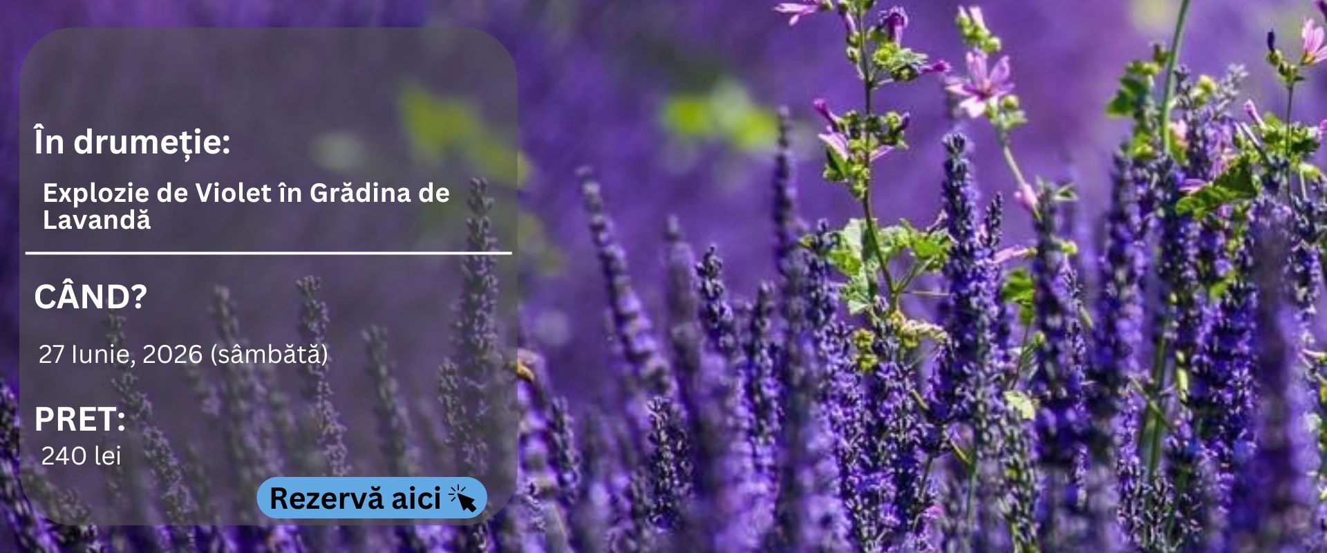 lavanda