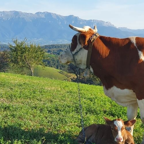 Amurg de Toamnă prin Poiana Mărului [5]