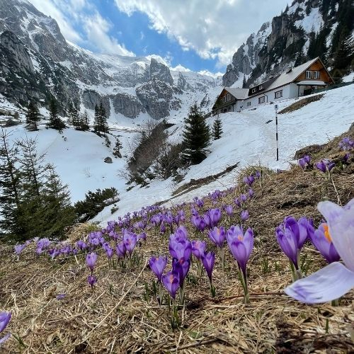 Brândușe la Cabana Mălăiești [5]