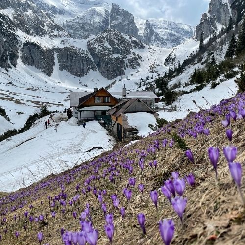 Brândușe la Cabana Mălăiești [3]