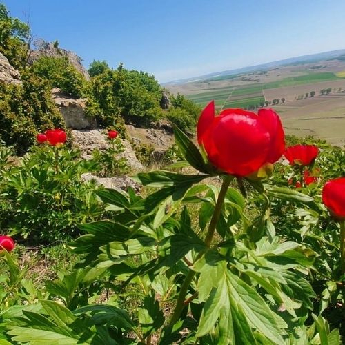 Bujorii de pe Muntele Consul & Babadag [4]