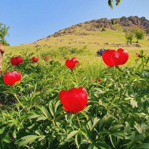Bujorii de pe Muntele Consul & Babadag [3]