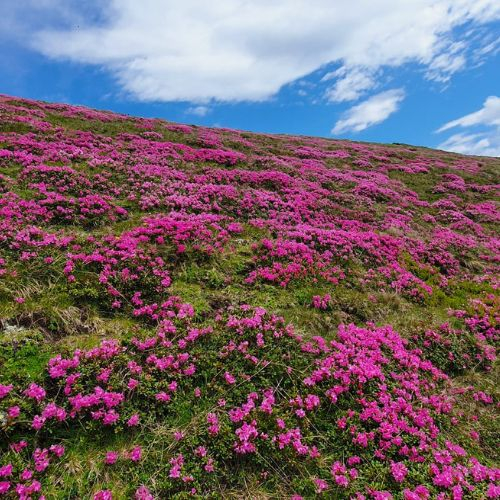 Rhododendron pe Culmea Bratocea și Vârful Ciucaș [4]