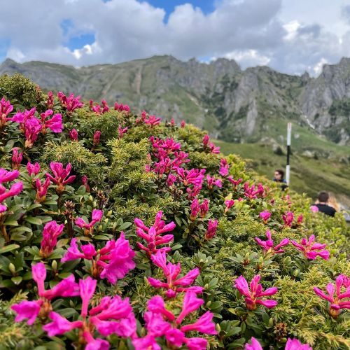 Rhododendron pe Culmea Bratocea și Vârful Ciucaș [3]