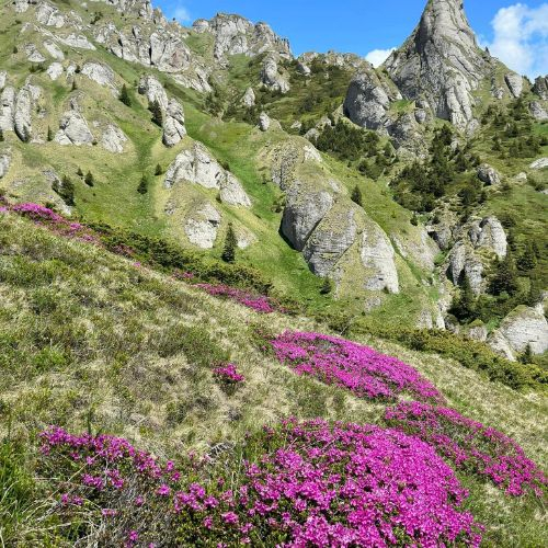 Rhododendron pe Culmea Bratocea și Vârful Ciucaș [2]