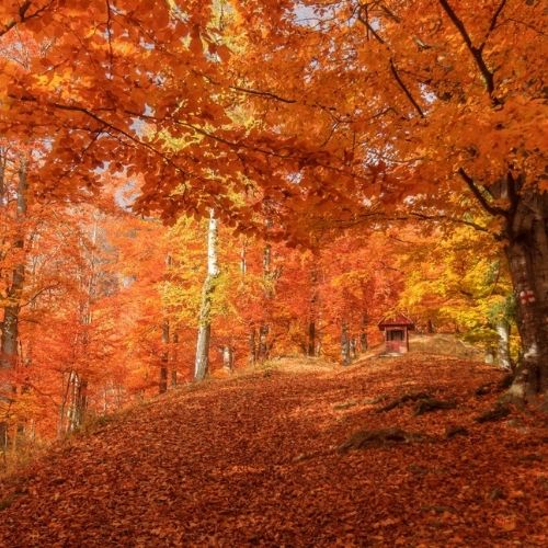Drumeție Ruginie în Munții Baiului [2]