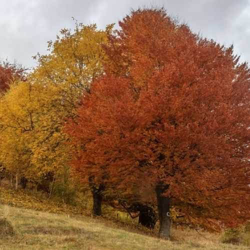 Drumeție Ruginie în Munții Baiului [6]