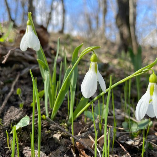 Munții Măcin: Vârful Țuțuiatu și Lacul Iacobdeal [8]