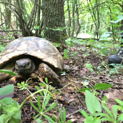 Munții Măcin: Vârful Țuțuiatu și Lacul Iacobdeal [3]