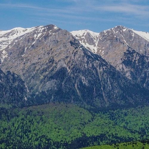 Narcisele din Munții Baiului [10]