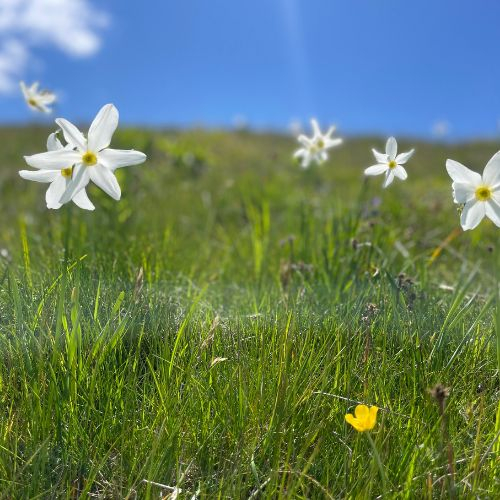 Narcisele din Munții Baiului [4]