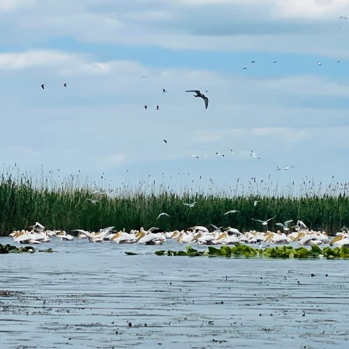 Excursie de 1 zi în Delta Dunării [3]