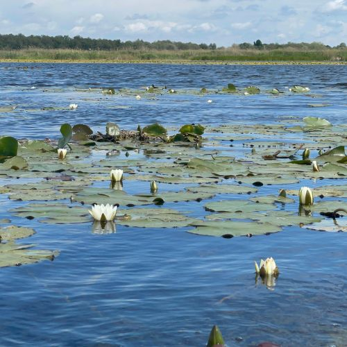 Excursie de 1 zi în Delta Dunării [4]