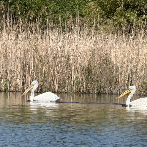 Excursie de 1 zi în Delta Dunării [10]