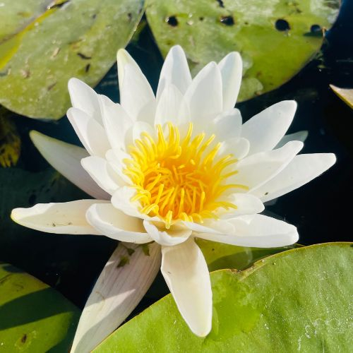 Excursie de 1 zi în Delta Dunării [7]