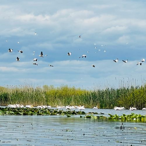 Excursie de 1 zi în Delta Dunării [6]