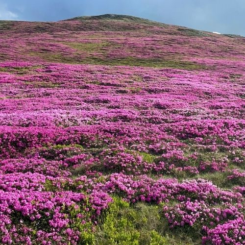 Rhododendron pe Muntele Furnica și Vârful cu Dor [7]