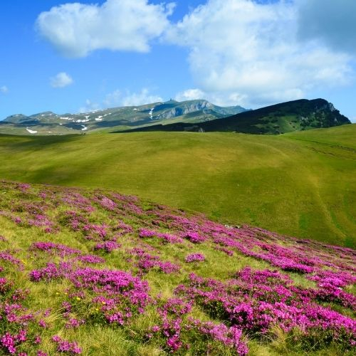 Rhododendron pe Muntele Furnica și Vârful cu Dor [6]