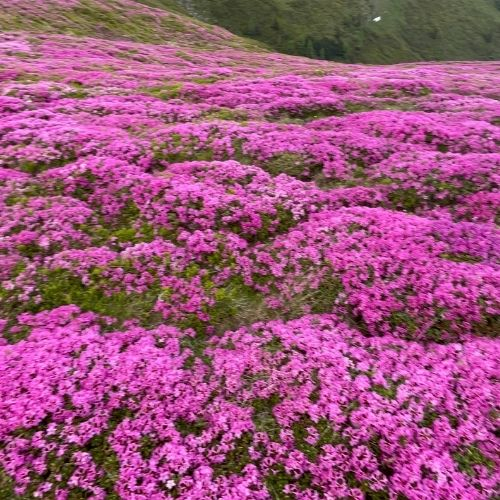 Rhododendron pe Muntele Furnica și Vârful cu Dor [4]