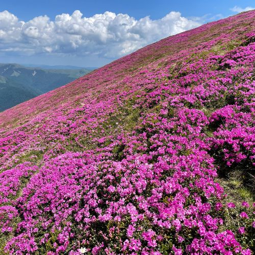 Parfumul Bujorilor Sălbatici - Muntele Roșu (Munții Ciucaș) [3]