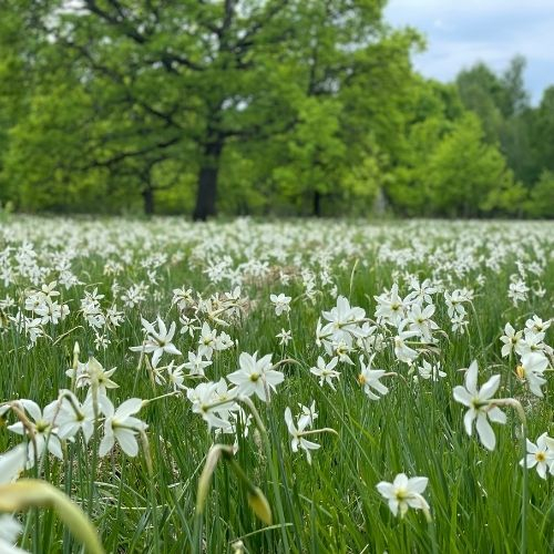 Poiana Narciselor, Templul Dorințelor și Piramidele de la Șona [2]