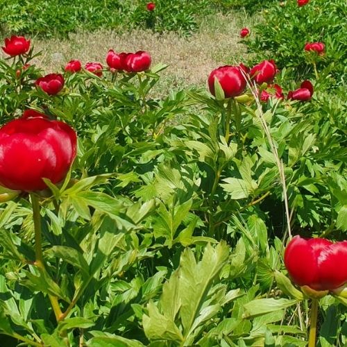 Poienile cu Bujori din Munții Măcin [3]