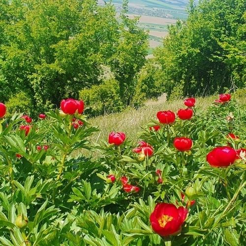 Poienile cu Bujori din Munții Măcin [6]