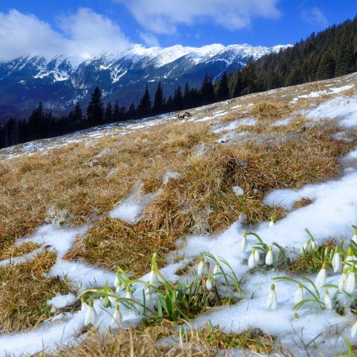 Primăvara în Piatra Craiului - Șaua Crăpăturii [4]
