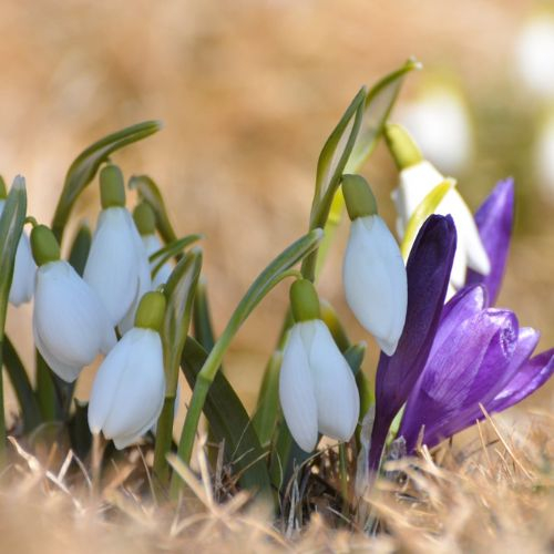 Primăvara în Piatra Craiului - Șaua Crăpăturii [3]