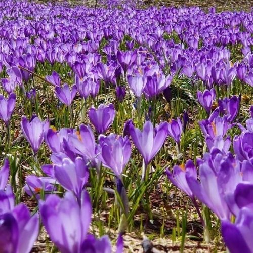 Raiul Brândușelor din Piatra Craiului [5]