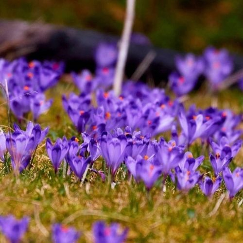 Raiul Brândușelor din Piatra Craiului [4]