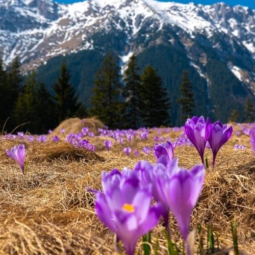 Raiul Brândușelor din Piatra Craiului [2]