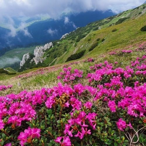 Rhododendron la Vârful Bătrâna [4]