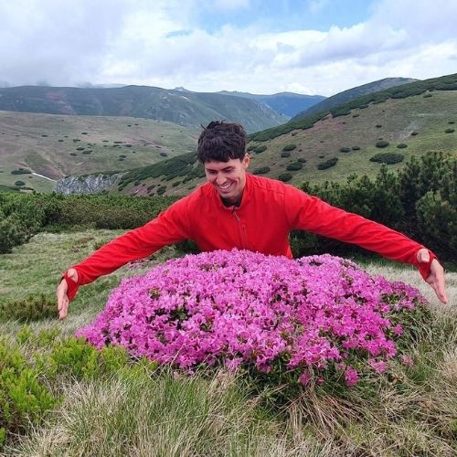 Rhododendron pe Vârful Bucșa [5]