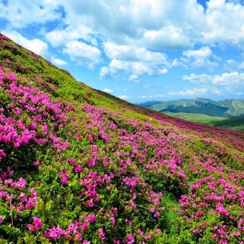 Rhododendron pe Vârful Bucșa [2]