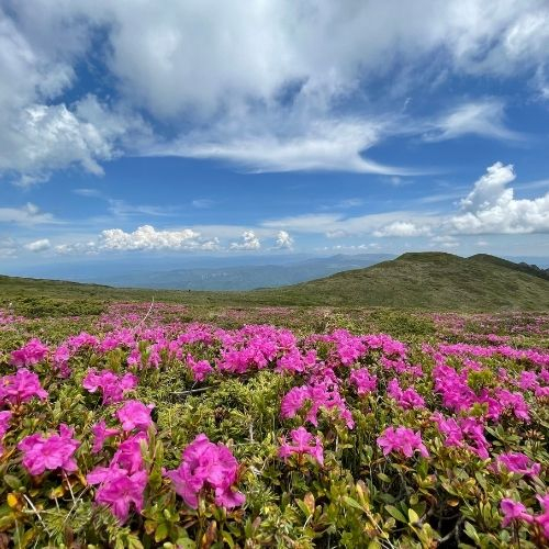 Rhododendron pe Vârful Bucșa [6]