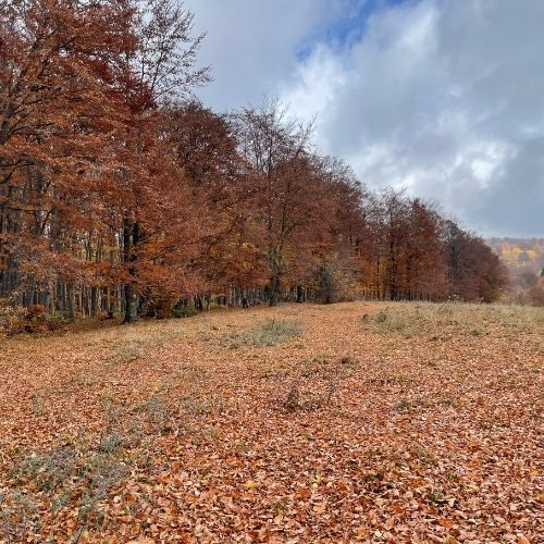 Toamna Ruginie în Munții Baraolt [6]
