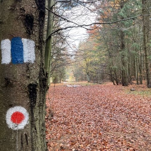 Toamna Ruginie în Munții Baraolt [4]