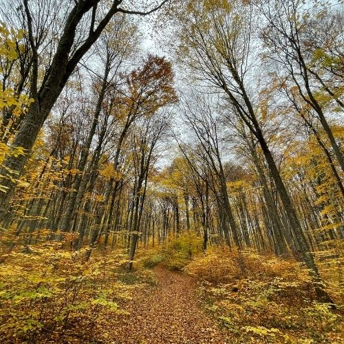 Toamna Ruginie în Munții Baraolt [5]