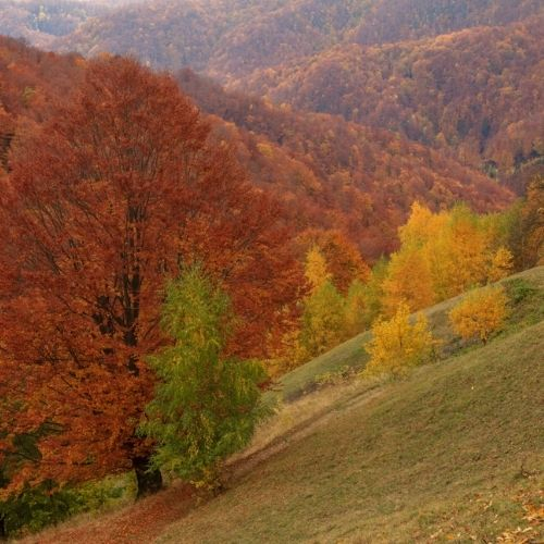 Toamna Ruginie în Buila Vânturarița [7]
