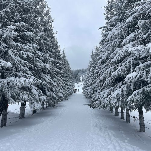 Nebun de Alb pe Vârful Grecului și la Cabana Diham [9]