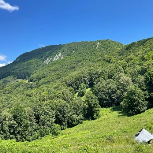 Verde Crud din Măgura Codlei până în satul Holbav  [7]