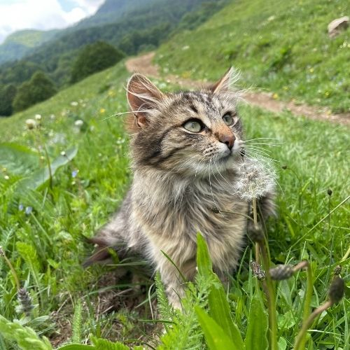 Verde Crud în Masivul Buila Vânturarița [6]