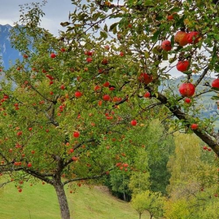Amurg de Toamnă prin Poiana Mărului [3]